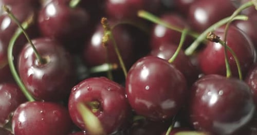 Fresh Cherries Pile Close Up Still Life