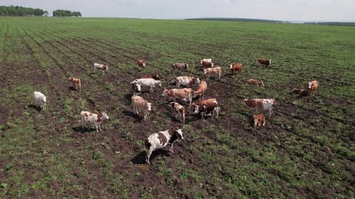 Aerial View of Cows Grazing in Field