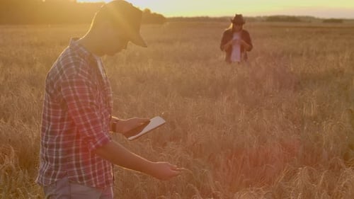 Farmers Man and Woman in Hats and Tablets at Sunset in a Wheat Field and Shirts Inspect and Touch
