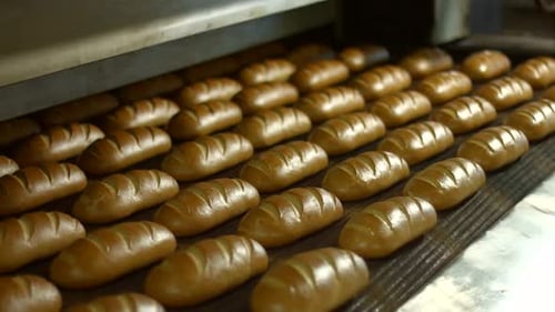 Fresh Buns From the Oven.