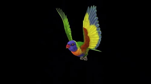 Rainbow Lorikeet - Asian Parrot - Flying Bird - Side Angle CU - Transparent Loop
