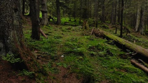 Stones Moss and Pine Trees in the Mountain Forest