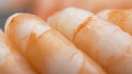 Segmented Abdomen of King Shrimp Macro Shot with Vibrant Colors