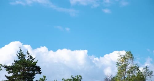 Clouds Pass Over Evergreen Trees Underneath Blue Sky
