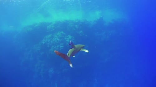 Dangerous Grey Reef Sharks Swim Near Divers