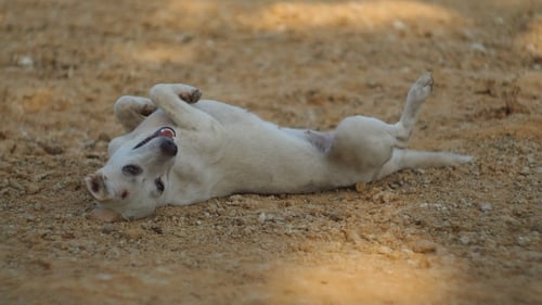 Chien amical