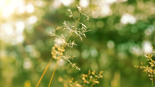 Tall Grass Waving Gently in Summer Breeze
