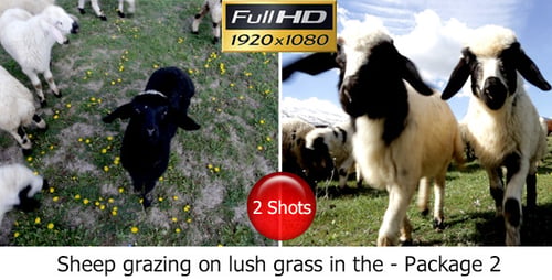 Sheep