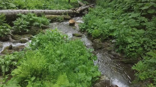 Moving Down with Water in Forest Waterfall