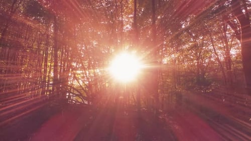 Forest Sun