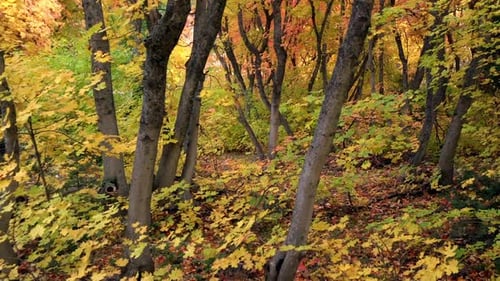 Ein Spaziergang durch den farbenfrohen Wald im Herbst, vorbei an Bäumen und durch die Blätter