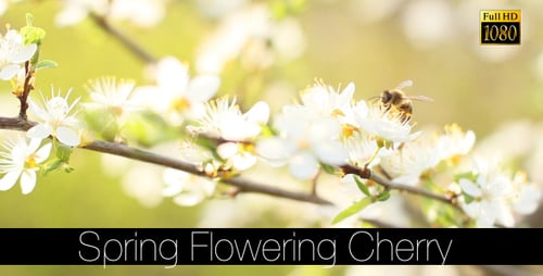 Cereja Floração Primavera