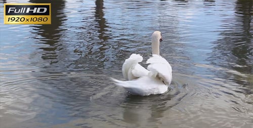 Majestic Swan Gliding Calmly on a Rippling Lake
