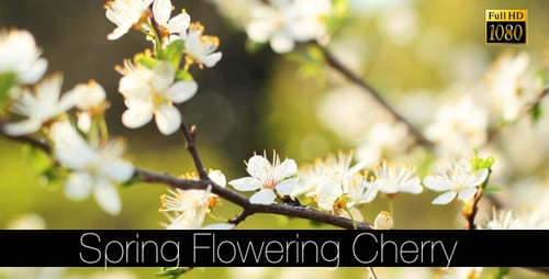 Spring Flowering Cherry 5