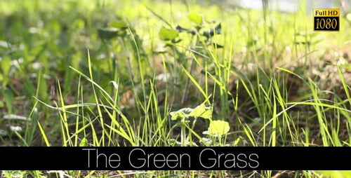 Das grüne Gras 7