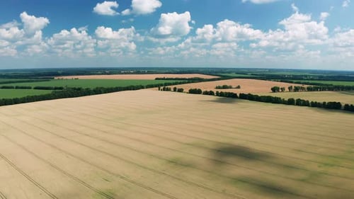 Aerial View of Wheat Field at Summer