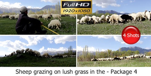 Sheep Grazing on a Green Field with Mountains