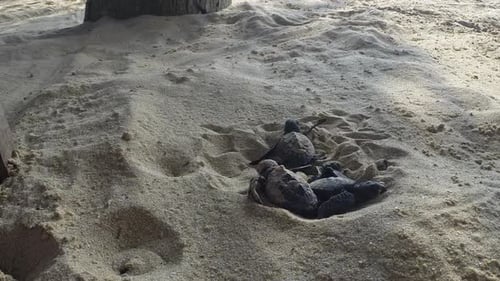Neugeborene grüne Schildkröten kriechen im Sand zum Meer