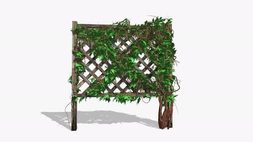 Grape Vines Blooming