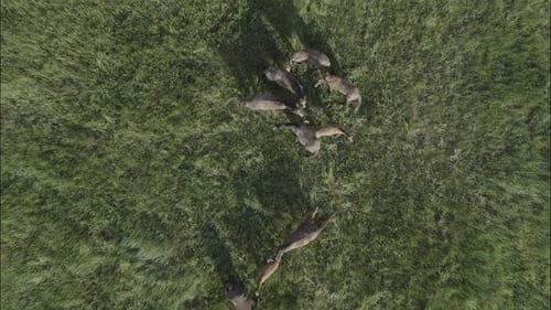Wildpferde laufen Wilde Mustangs laufen auf dem grünen Gras