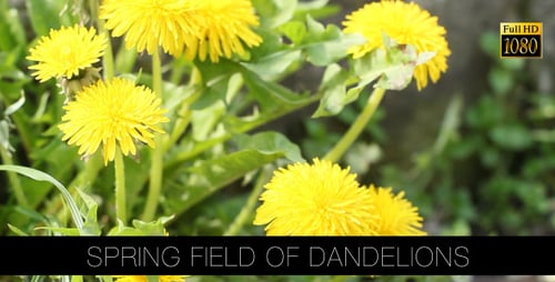 Spring Field Of Dandelions 2