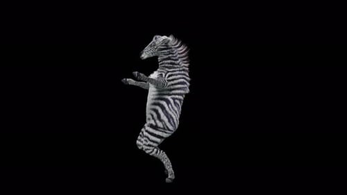 3D Animated Zebra Dancing on Hind Legs with Alpha