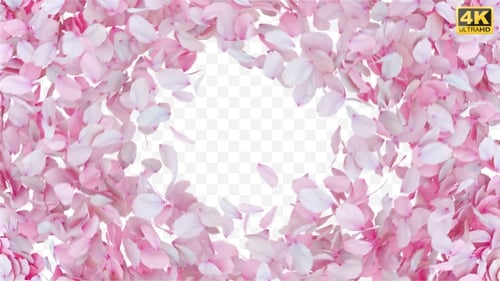 Romantic Pink Petals Outward Burst Reveal Transition