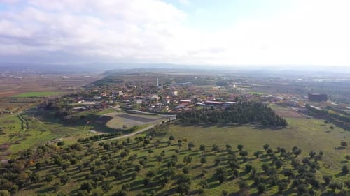 Olive Tree Plantation in Turkish Village