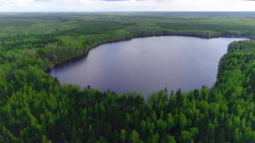 Flying above lake against the forests of spruce and pine trees, Drone collection