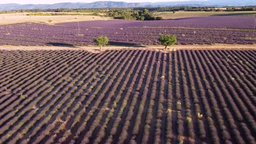 Valensole Lavendelfeld Luftaufnahme in der Provence, Frankreich