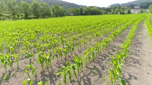Reihen grüner Maissprossen im Sommer
