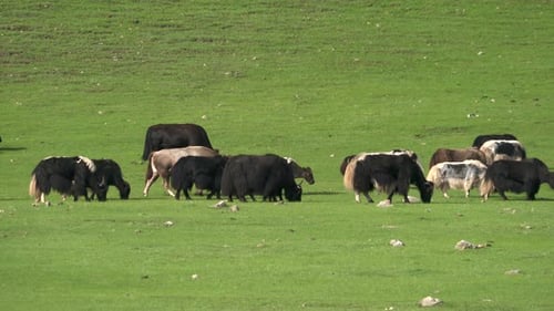 Yaks und Rinder grasen auf der Wiese