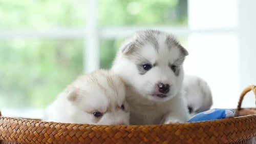 Two Adorable Husky Puppies in a Woven Basket