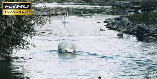 Swan