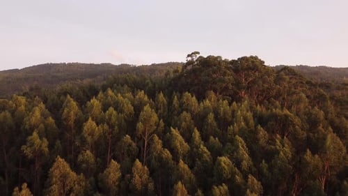 Forêt aérienne au Portugal 4K 01