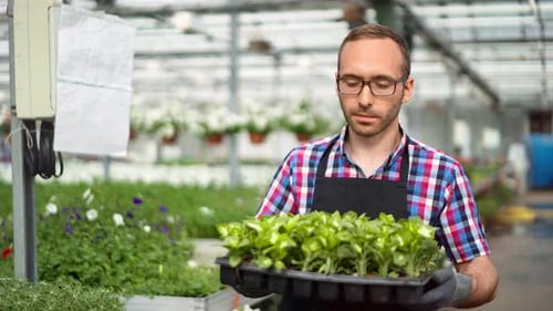 Greenhouse Worker Carries Tray of Young Plants