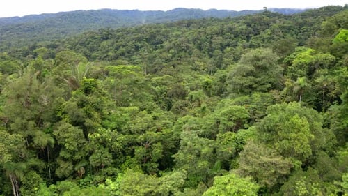 Aerial view of a tropical forest, over a tree canopy of a mountain rainforest