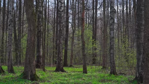 Panorama of a Birch Grove on Green Grass in a Natural Park in Cloudy Weather the First Days of