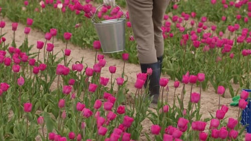 Tulip Field, Pink Flowers, Agricultural Cultivation