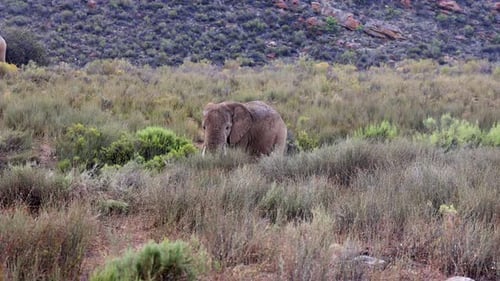 Adult Elephant Standing in High Grass of Green Vegetation and Enjoying Rain Shower