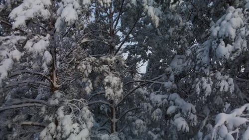 Pine snowy tree branches in the snow