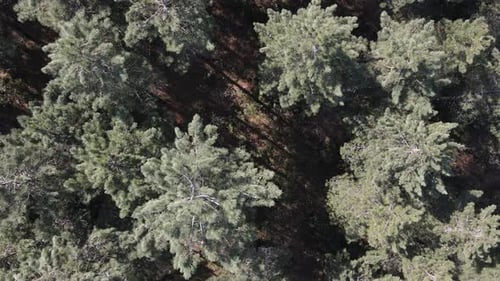 Aerial Drone Forest