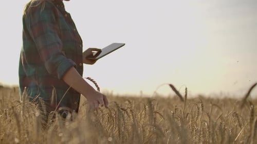 A Woman Farmer in a Shirt and Jeans Goes with a Tablet in a Field with Rye Touches the Spikelets and