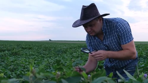 Farmer Inspects Crop With Magnifying Glass