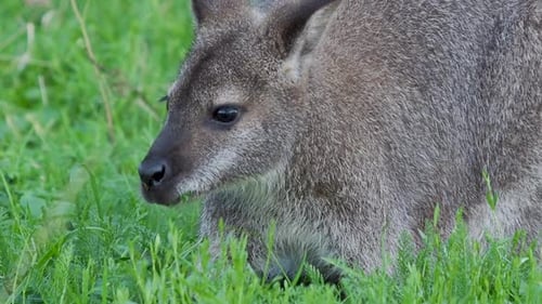 Bennetts Baumkänguru frisst Gras. Dendrolagus Bennettianus weidet auf der Wiese. Zeitlupe.