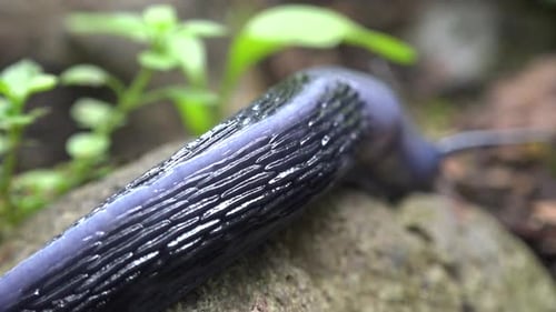 Slug-Gehen