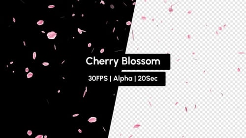Cherry Blossom Falling Pink Rose Petals