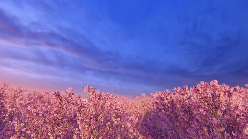 Pink Flowering Trees and Butterflies Flying Loop