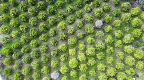 Citrus Orchard Aerial View of the Fruit Trees with Green Leaves in the Garden Growing Oranges Lemons
