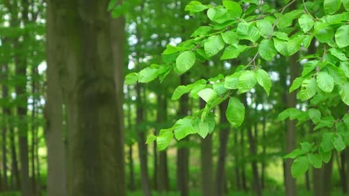 Lush Green Leaves in Forest